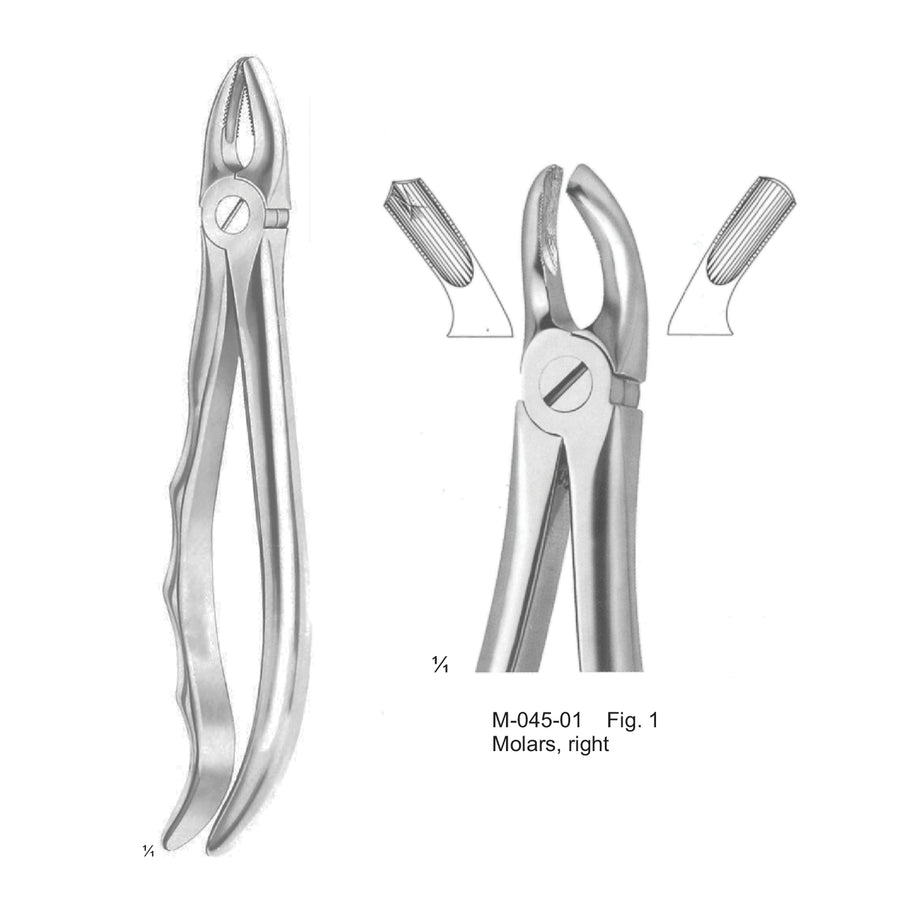 Extracting Forceps Molars, Right Fig 1 (M-045-01) by Dr. Frigz
