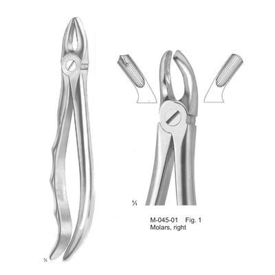 Extracting Forceps Molars, Right Fig 1 (M-045-01)