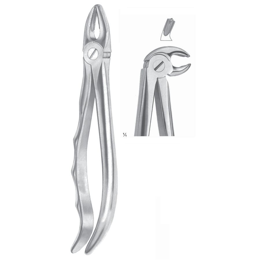 Extracting Forceps Molars, Right Fig 23 (M-062-23) by Dr. Frigz